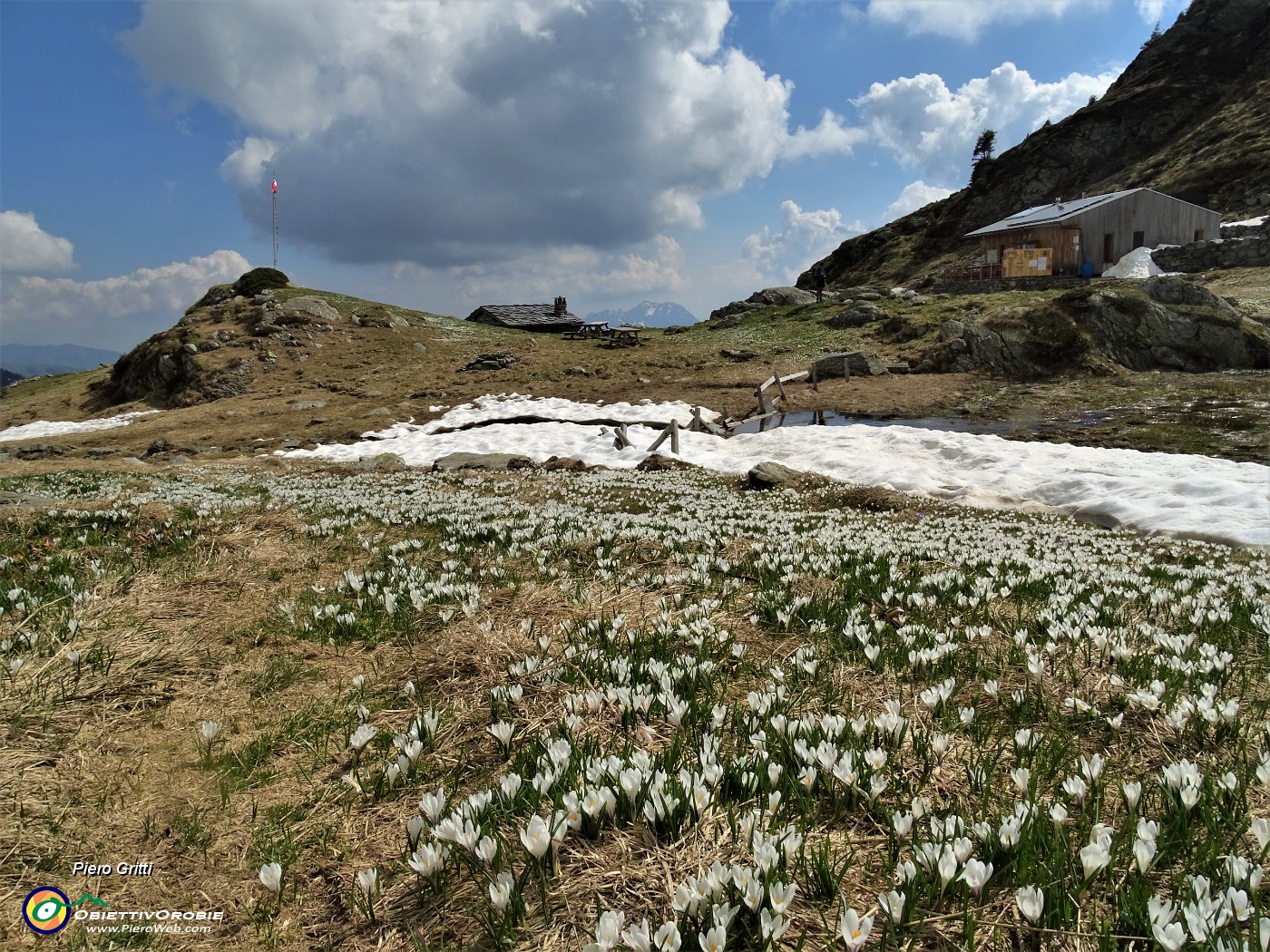 76 Tanti Crocus vernus al Rif. Balicco.JPG